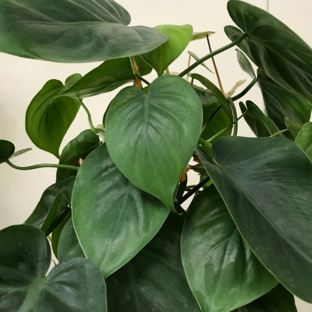 Philodendron Heartleaf Cutting